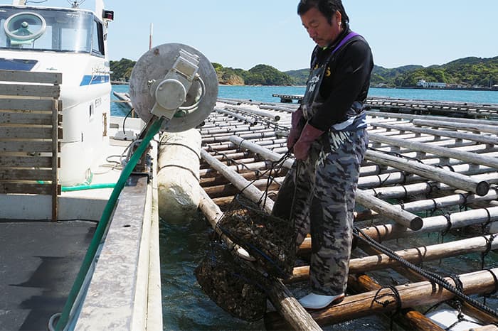 Oyster production with a lot of time and effort